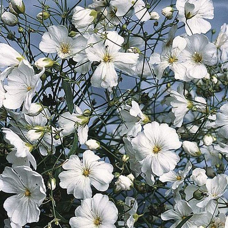 CYBEXIS Gypsophila elegans Flowers Seeds 'Covent Garden' Baby’s Breath Hardy Annual Seed  (50 per packet)