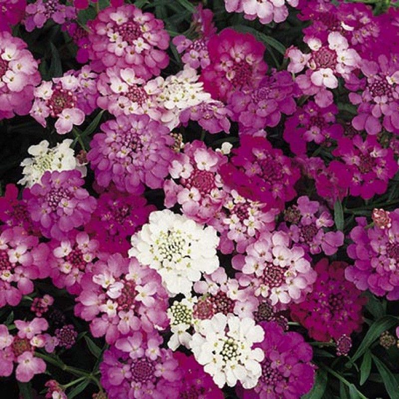 CYBEXIS Germination Seeds: Candytuft Flower Seeds Seed  (50 per packet)