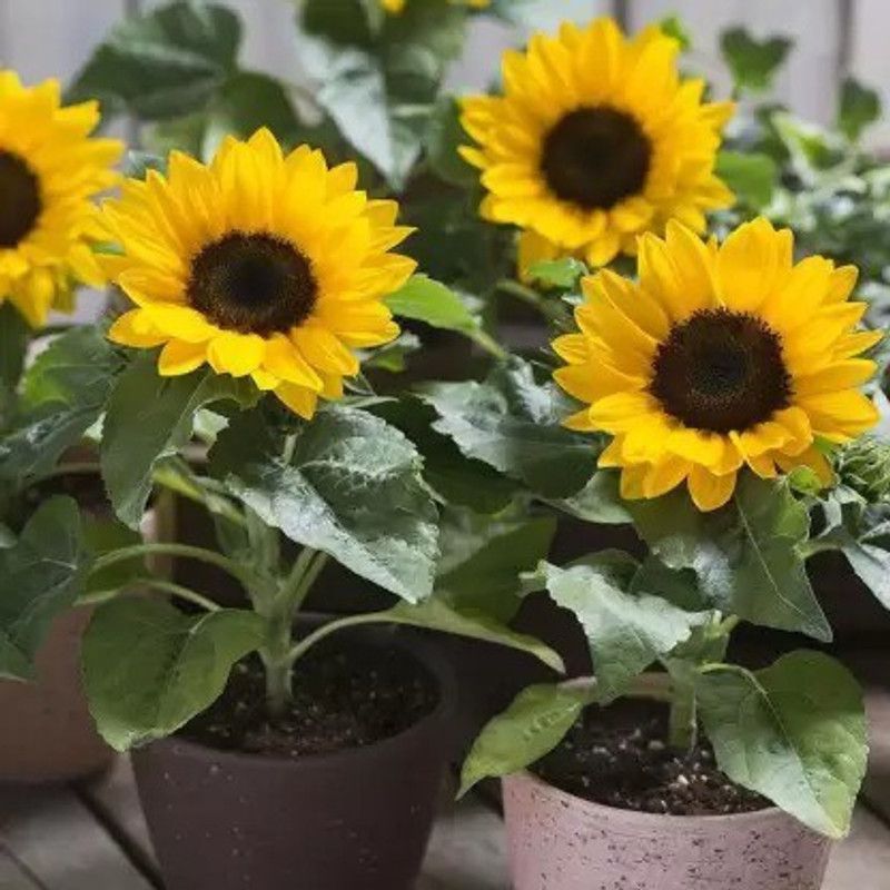 Aro Miniature sun flower Seed  (140 per packet)