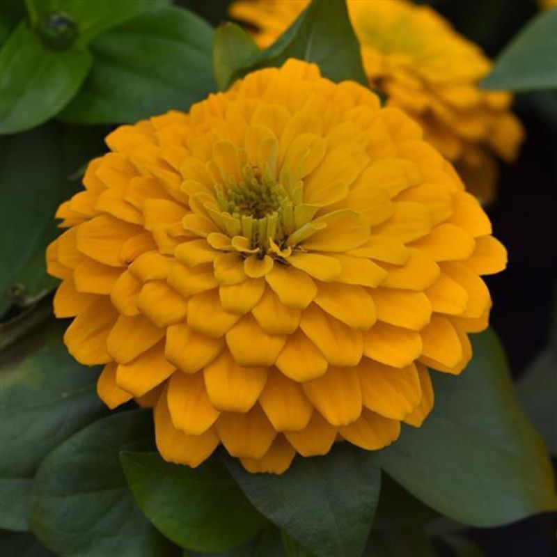 Xesas Zinnia yellow Seed  (40 per packet)