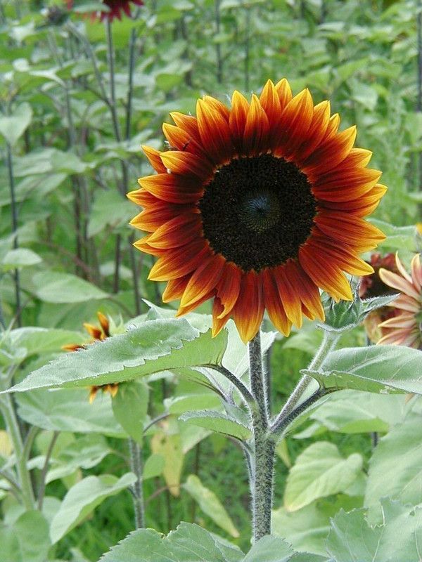 Paudha Sunflower Earthwalker Seed  (45 per packet)