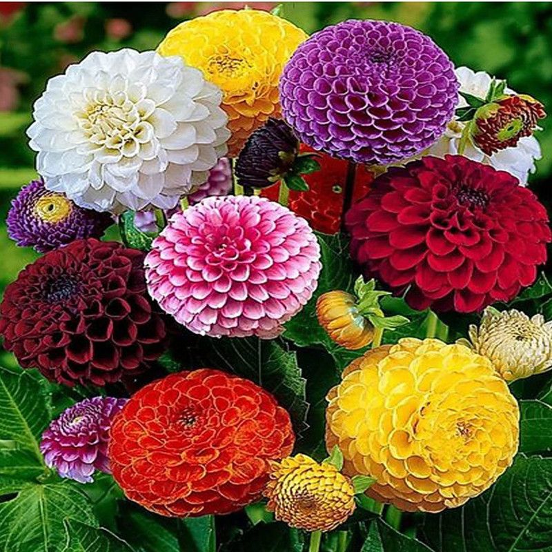 KANAYA Dahlia Flower Seed  (85 per packet)