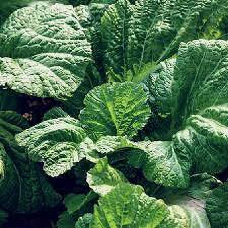 PMB Organic mustard leaves Seed  (28 per packet)