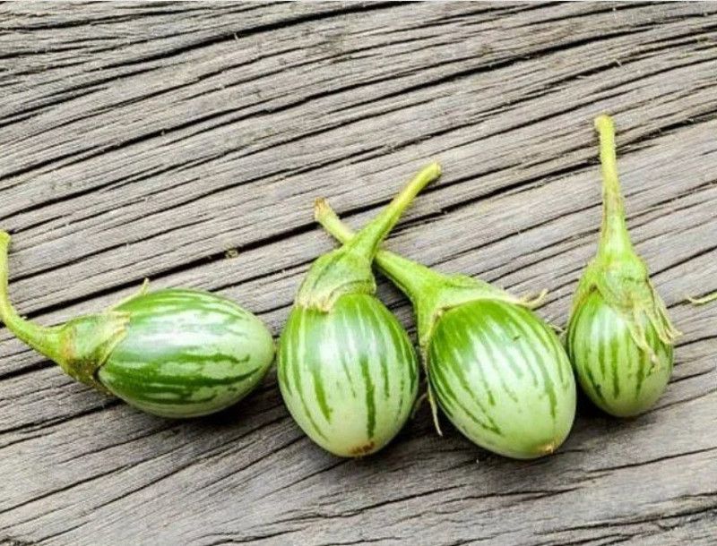UGRA Eggplant Petch Siam Vegetable Seed  (800 per packet)