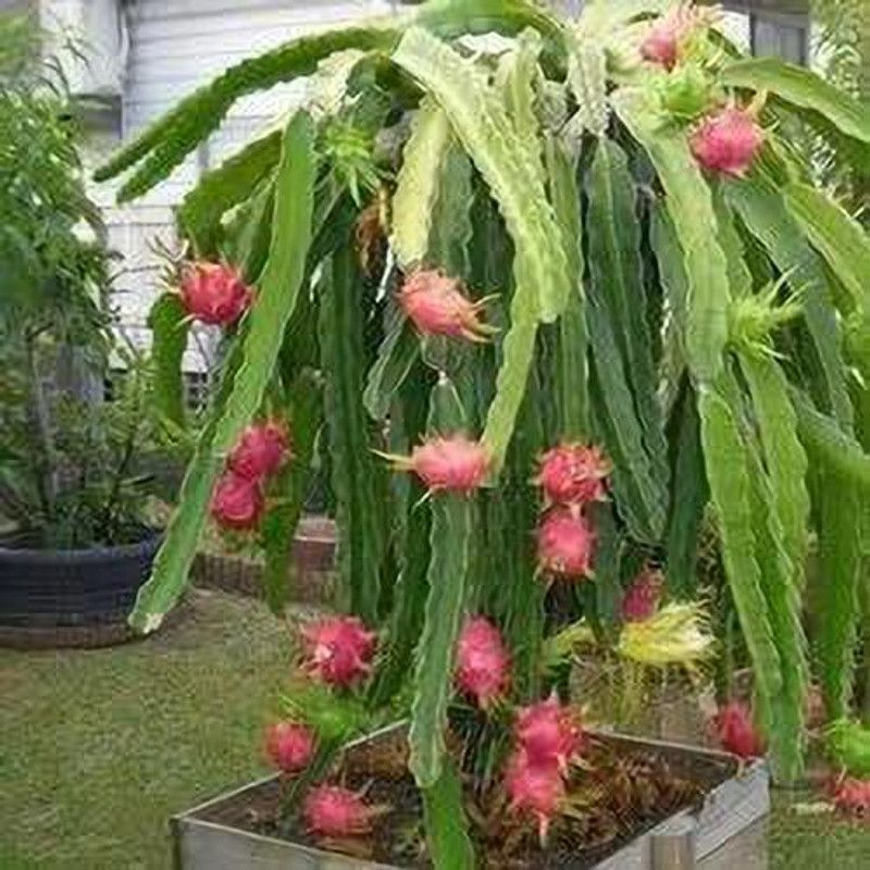 Dragon Dragon Tree  (Hybrid, Pack of 1)