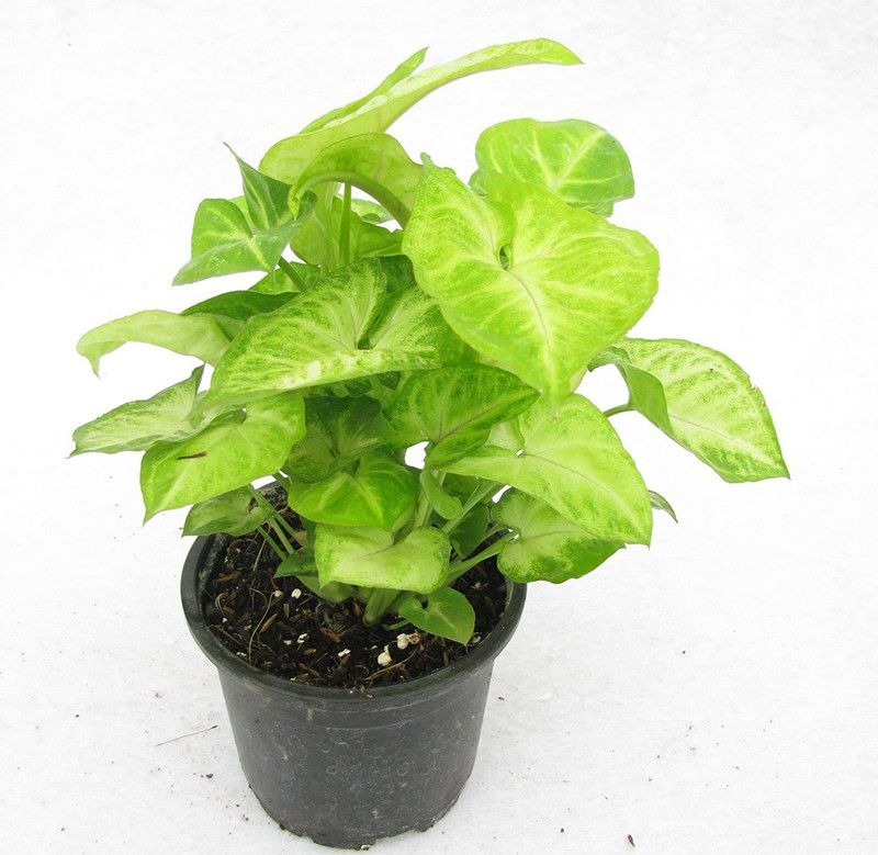DREAM NURSERY Syngonium Plant  (Hybrid, Pack of 1)
