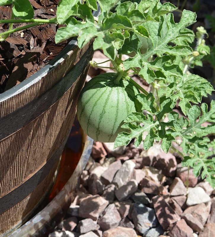 MKR Enterprises Water Melon Seed  (660 per packet)