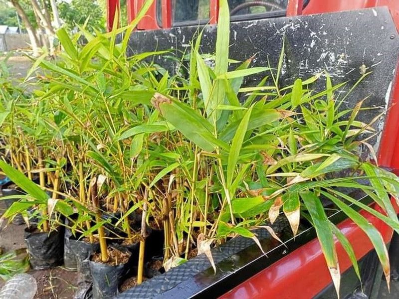 KAMININURSERY Small Schefflera Variegated  (Pack of 2)