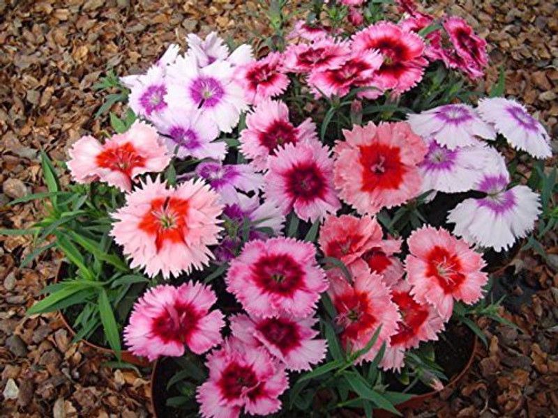 JRYU Dianthus Carnation Mixed Color Seed  (60 per packet)