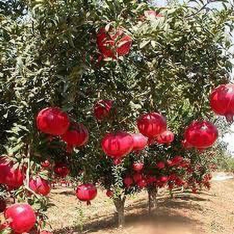 KANAYA POMEGRANATE FRUIT Seed  (55 per packet)