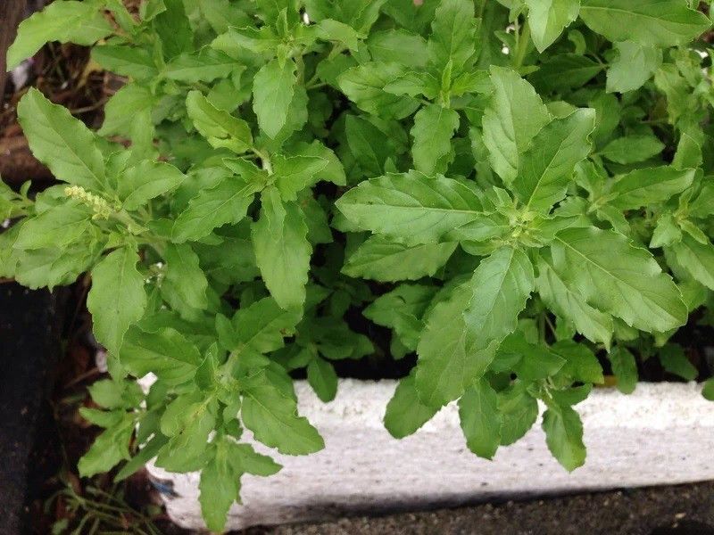 VibeX ® LXI-11 Basil, Sweet Dani Herb Seeds Seed  (1000 per packet)