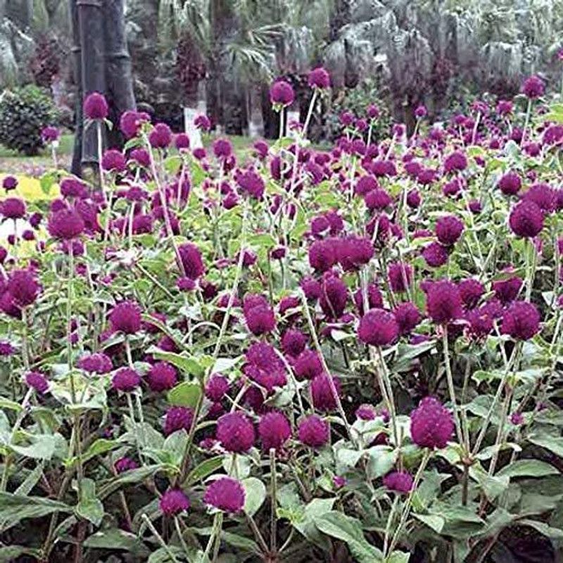 KANAYA Gomphrena Globosa Flower Seed  (44 per packet)