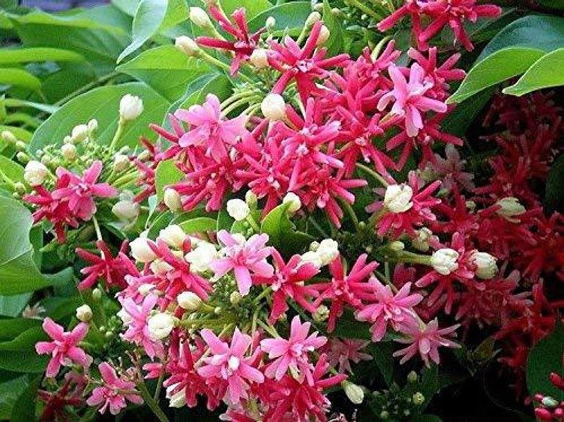 My Dream Nursery Madhumalti/Rangoon Creeper  (Hybrid, Pack of 1)