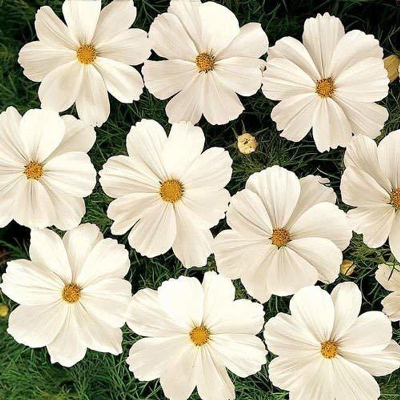 KANAYA Cosmos Yellow Seed  (70 per packet)