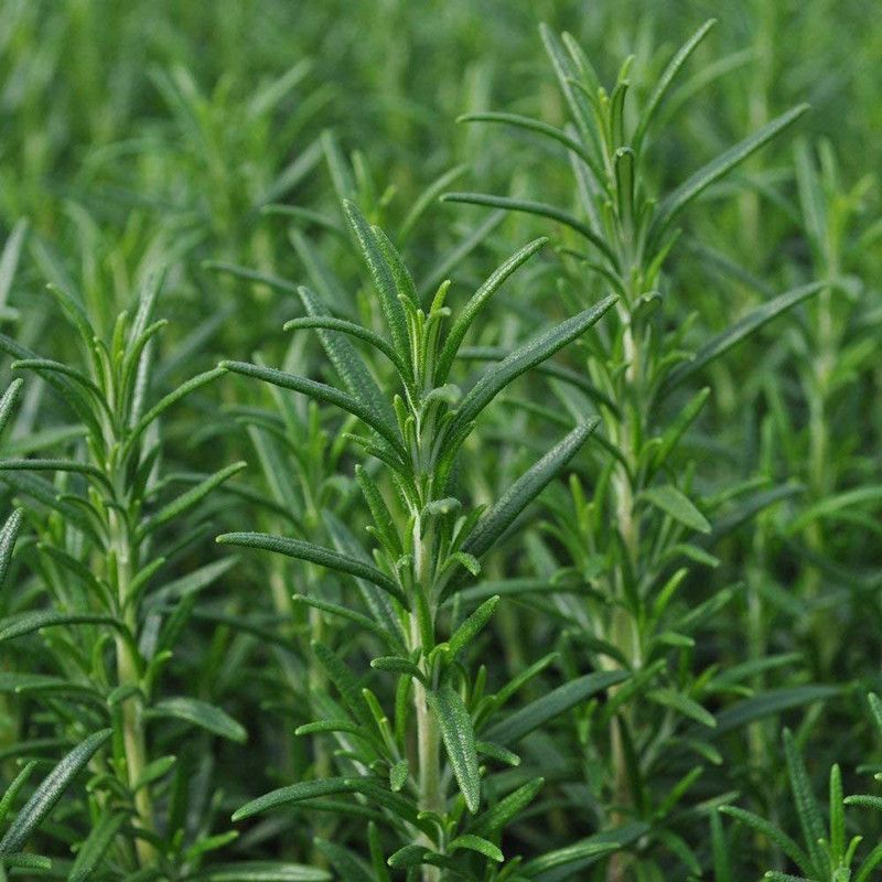 WILLVINE XLL-49 Non-GMO Rosemary Seeds Seed  (1000 per packet)