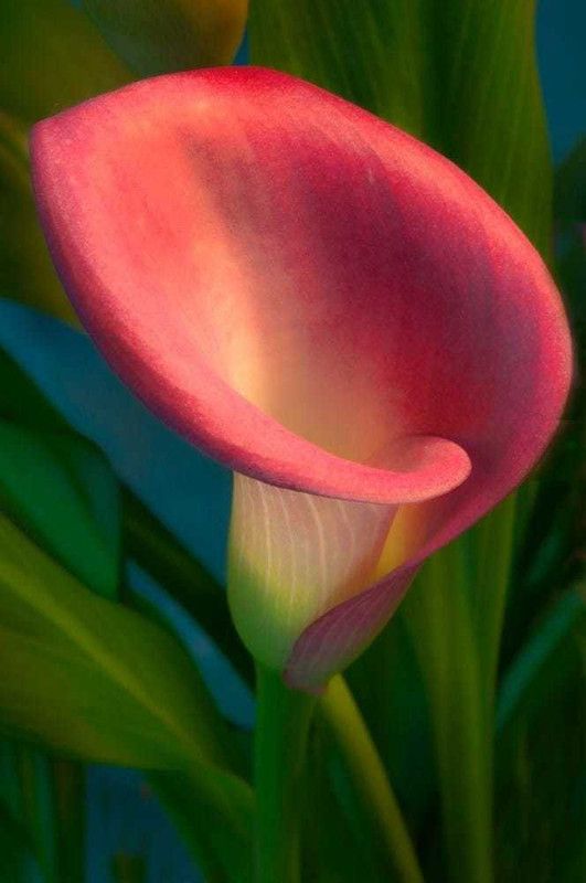 SIDDHI VINAYAK GALLERY Imported Variety calla lily flower bulbs light red color Exotic Beautiful flower bulbs all season for home gardening Seed  (10 per packet)