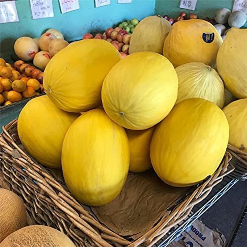CYBEXIS GBPUT-61 - Yellow MelonCantaloupe Muskmelon Kharbuja - (150 Seeds) Seed  (150 per packet)