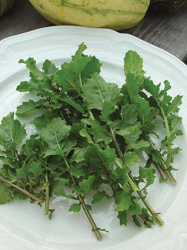 VibeX ® LXI-47 Arugula Seeds- Rocket Salat (Roquette) Seed  (500 per packet)