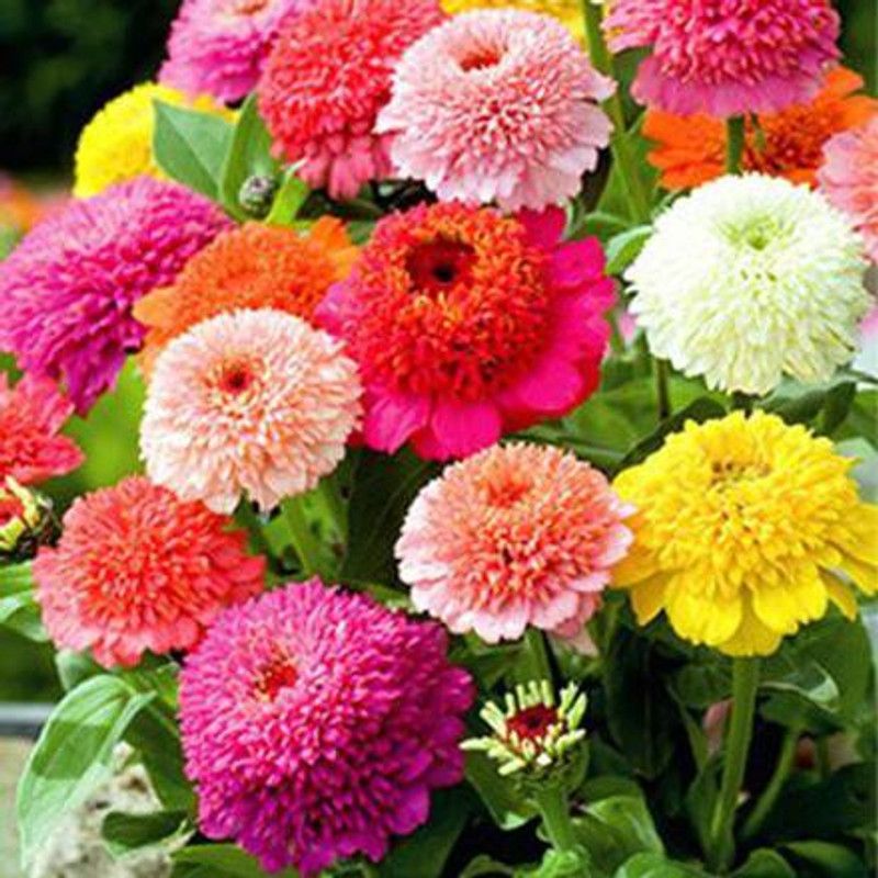 KANAYA Dahlia Double Figaro Mixed Hybrid Flower Seeds For Kitchen Gardening Seed  (20 per packet)