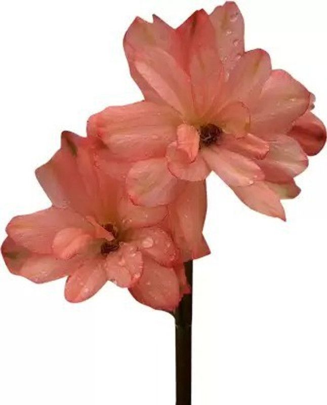 Aro Delphinium Seed  (94 per packet)