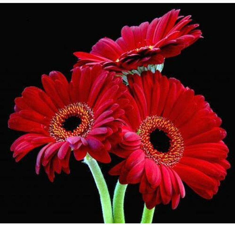 XOLDA Coreopsis Seed  (23 per packet)