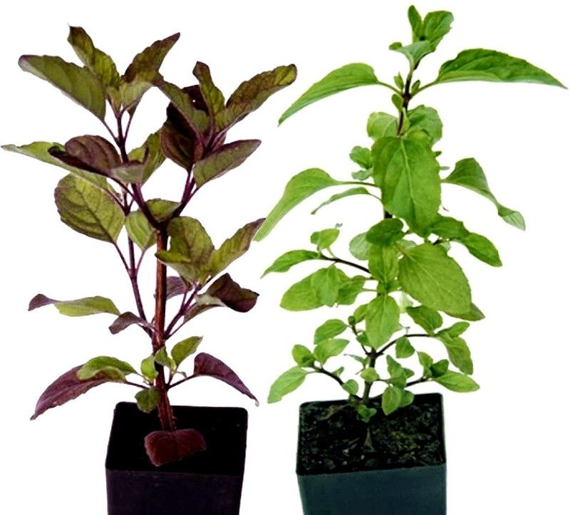 MAITRA AND SONS Tulsi Plant  (Hybrid, Pack of 1)