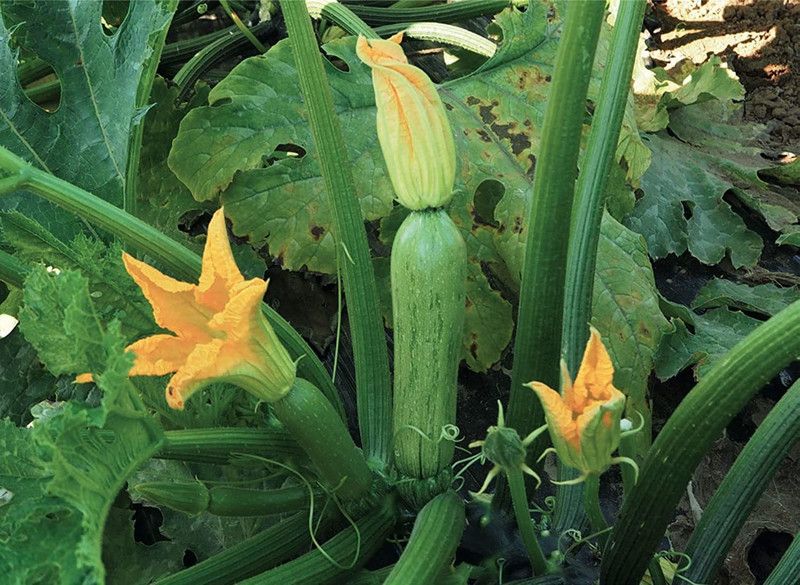 Qualtivate ™ Zucchini 1 Packet Seeds Seed(150 Seeds) Seed  (150 per packet)