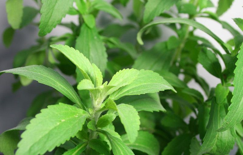 XOLDA Stevia Sweet Leaves Seed  (75 per packet)