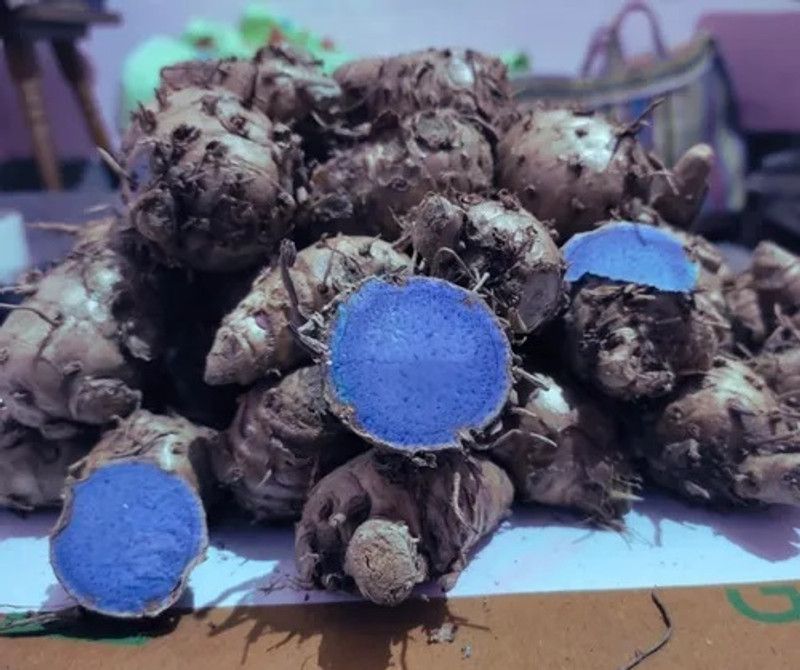 Satisfying KALI HALDI, black turmeric, Nalla Pasupu, Curcuma caesia Seed (2 Gram To 5 Gram) Seed  (2 g)