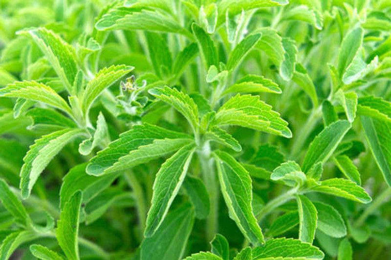 Mozette Organic stevia herb Seed  (34 per packet)