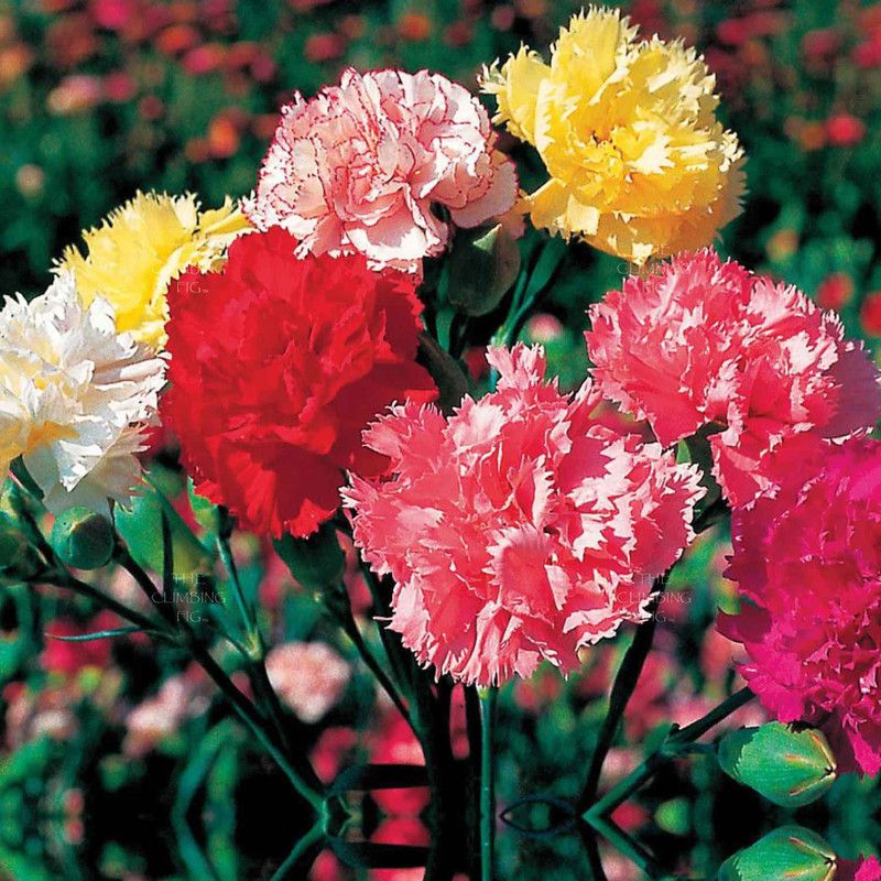 XOLDA Exotic Carnation Mix Seed  (77 per packet)