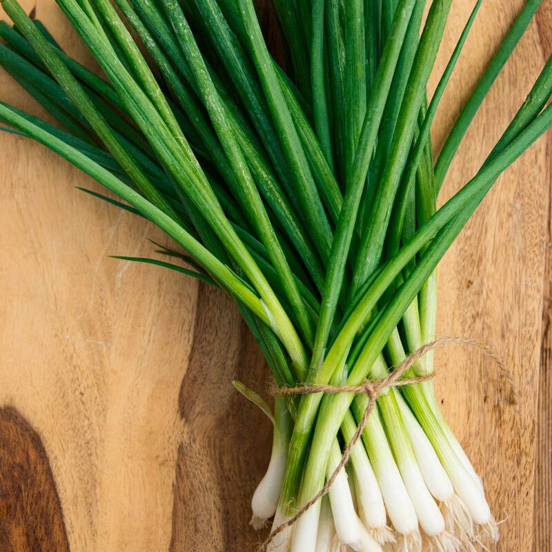 Nodoc Bunching onion Seed  (31 per packet)