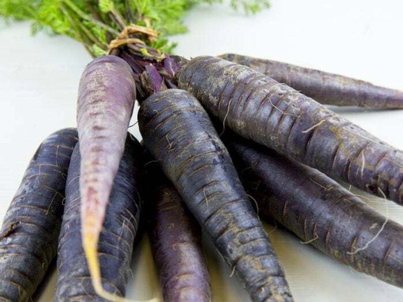 Nodoc Black Carrot Seed  (40 per packet)