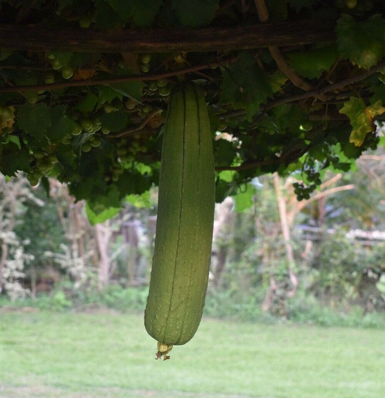 UGRA Luffa ridge Sponge Gourd Seed  (800 per packet)