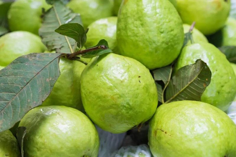 PLANTZON Guava Hybrid Fruit Seed  (15 per packet)