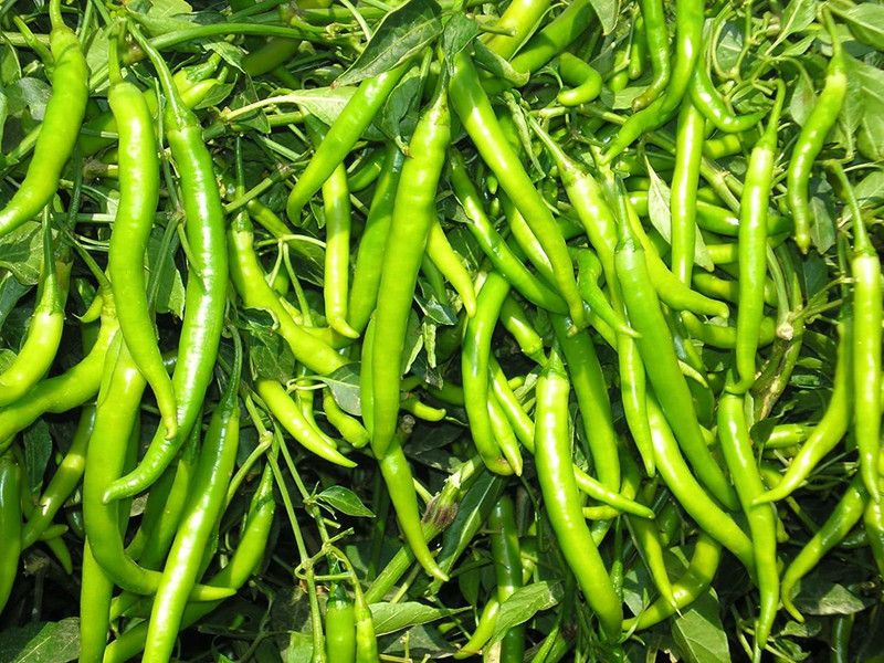 Qualtivate ™ CHILLI - MALIKA SEEDS Seed  (250 per packet)