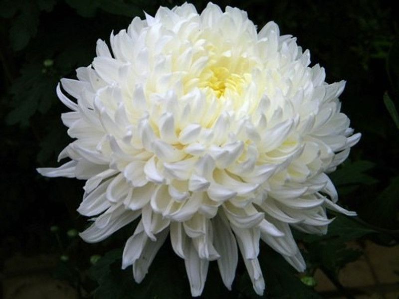 XOLDA Exotic Chrysanthemum White Seed  (52 per packet)
