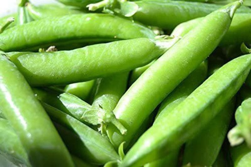 VibeX TLX-24 - Sugar Snap Pea - (900 Seeds) Seed  (900 per packet)