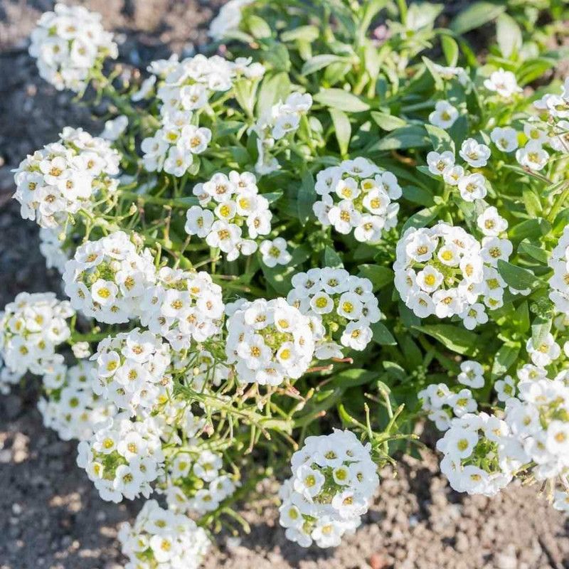 yashoda Alyssum White Flower Seeds 50 Seed  (1 per packet)
