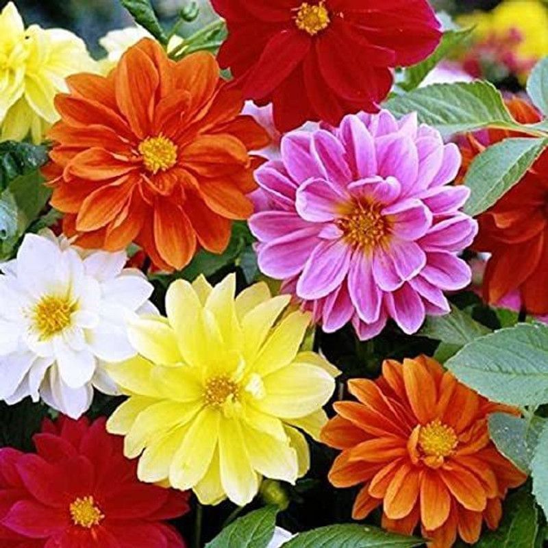 KANAYA Dahlia Seeds Hybrid Seed  (108 per packet)