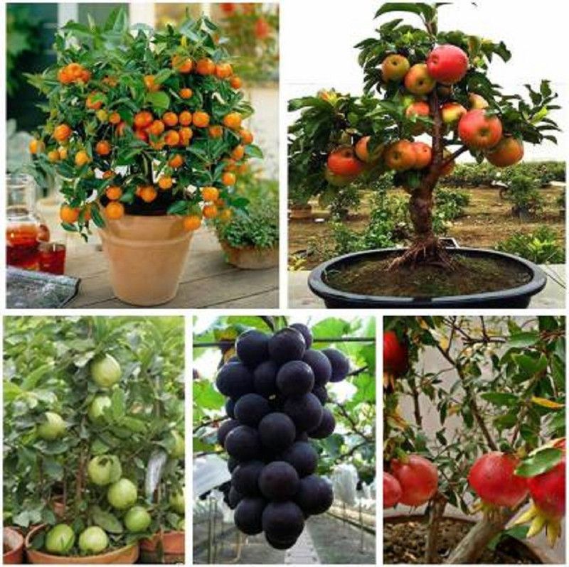 Crapulous Orange,Apple, Grape, Pomegranate, Guava Seed (5 per packet) Seed  (15 per packet)