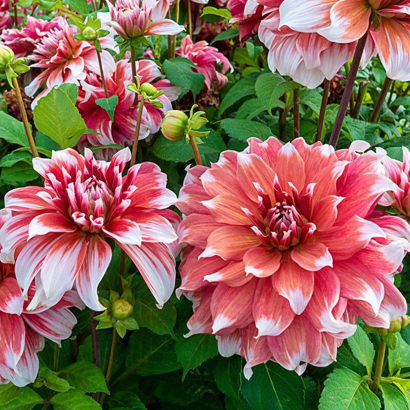 FERNSFLY® IMP. Dahlia | Dhalia | Dahalia Perennial Flower Bulbs Excellent Quality Attractive Aromatic Flower Home Outdoor Gardening Flowering Bulbs (Pack of 14 The Frost Nip Dahlia) Seed  (14 per packet)