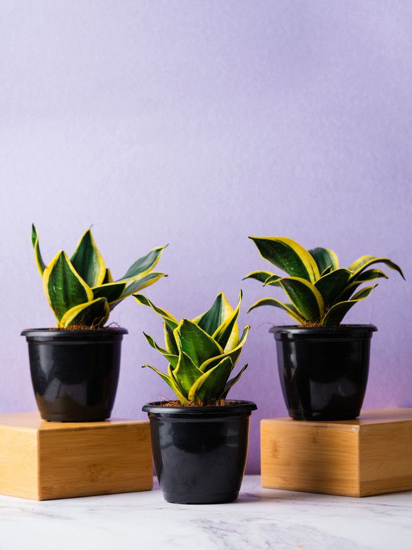 Nurturing Green Snake Plant  (Pack of 3)