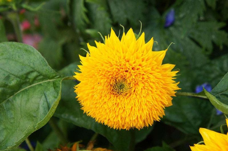 XOLDA Hybrid SunFlower Teddy Bear Seed  (62 per packet)