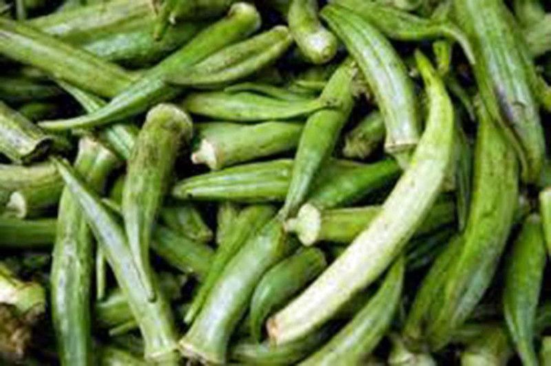 WILLVINE ™Okra Seed, Emerald, Heirloom, Non GMO Seed  (1000 per packet)