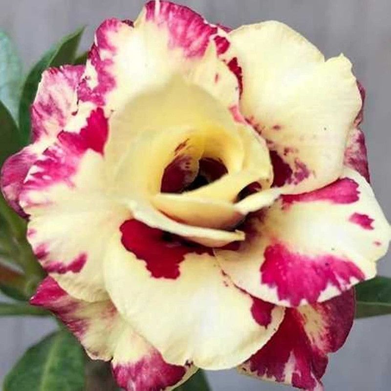 DROXTY ™ Non-GMO Easy to Grow Mixed Type Adenium Obesum (20 Seeds) Seed  (20 per packet)