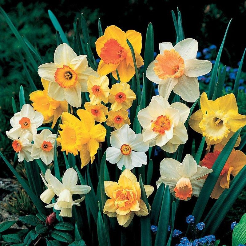 FERNSFLY® IMP. Daffodil Aromatic Flower Bulbs Winter Flower Home Pot Land Gardening Bulbs planting (Pack of 10 Blend Daffodil) Seed  (10 per packet)