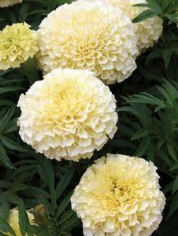 sporos White Marigold Flower Seed  (25 per packet)
