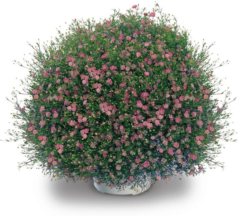 XOLDA Exotic gypsophila Seed  (38 per packet)