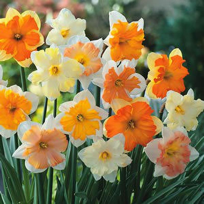 FERNSFLY® IMP. Daffodil Aromatic Flower Bulbs Winter Flower Home Pot Land Gardening Bulbs planting (Pack of 6 Fluttering Butterfly Mix Daffodil) Seed  (6 per packet)